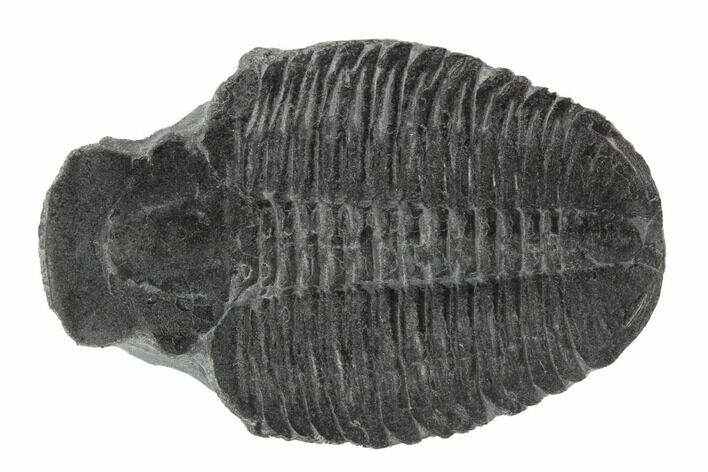 Elrathia Trilobite Molt - Wheeler Shale, Utah #97104